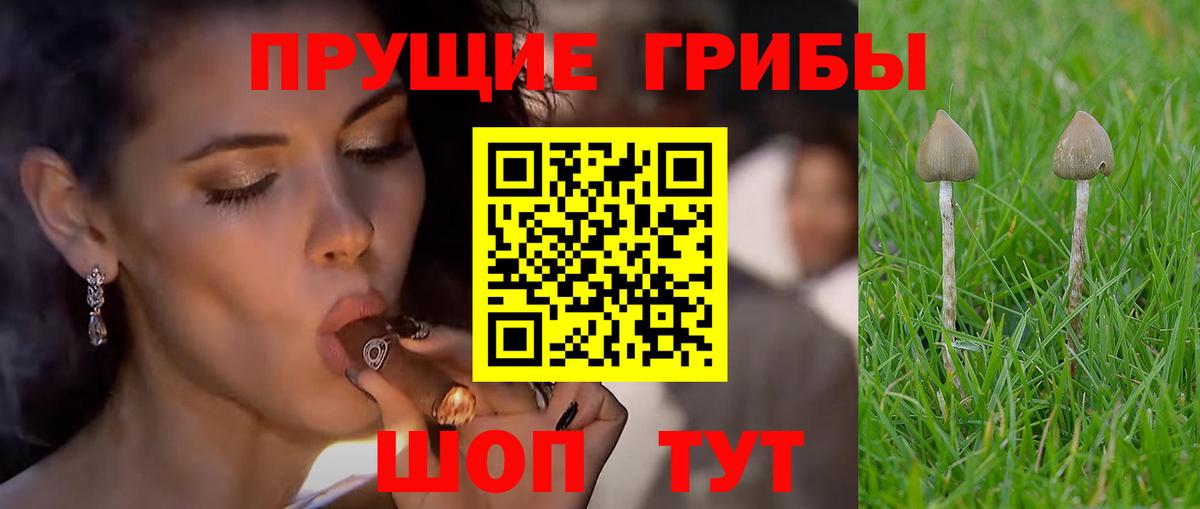 Галлюциногенные грибы Psilocybine cubensis  Вход с VPN  Майский  Галлюциногенные грибы Psilocybine cubensis 